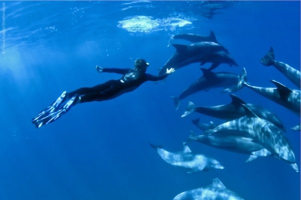 Snorkeling with Dolphins
